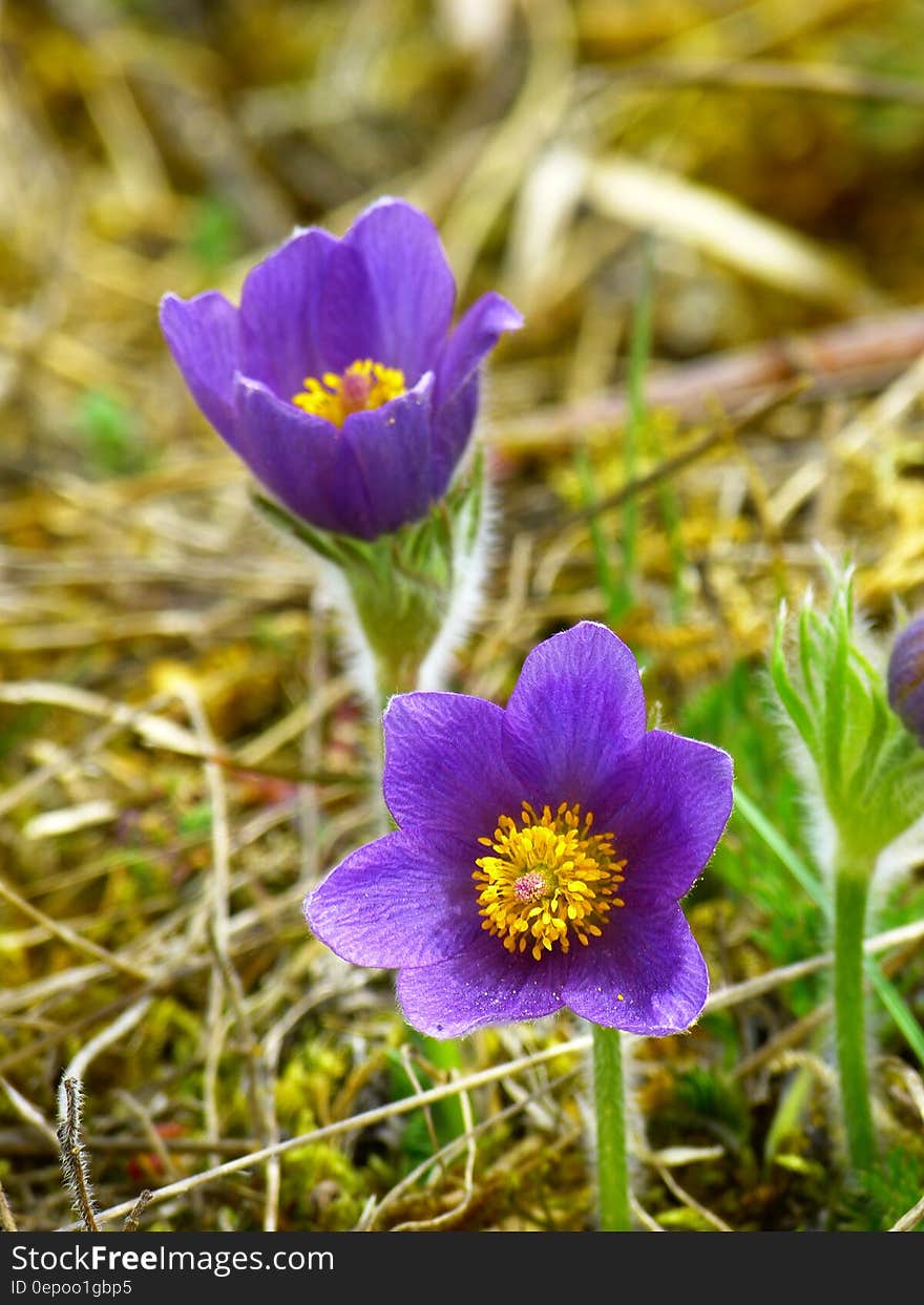 2 Purple Flowers