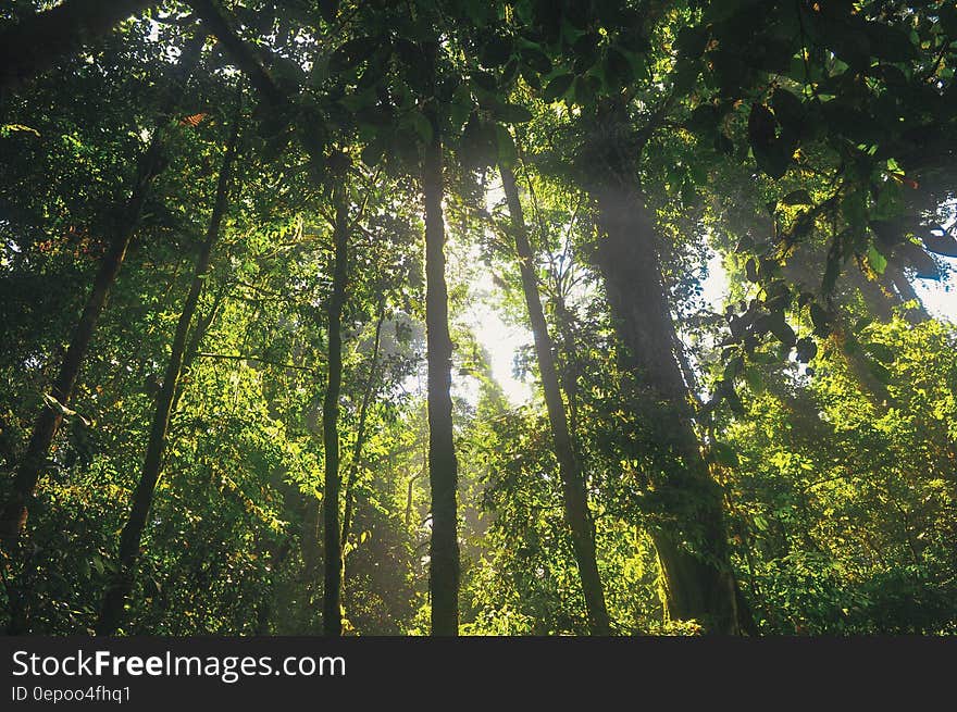 Trees of a green forest with a sky background.