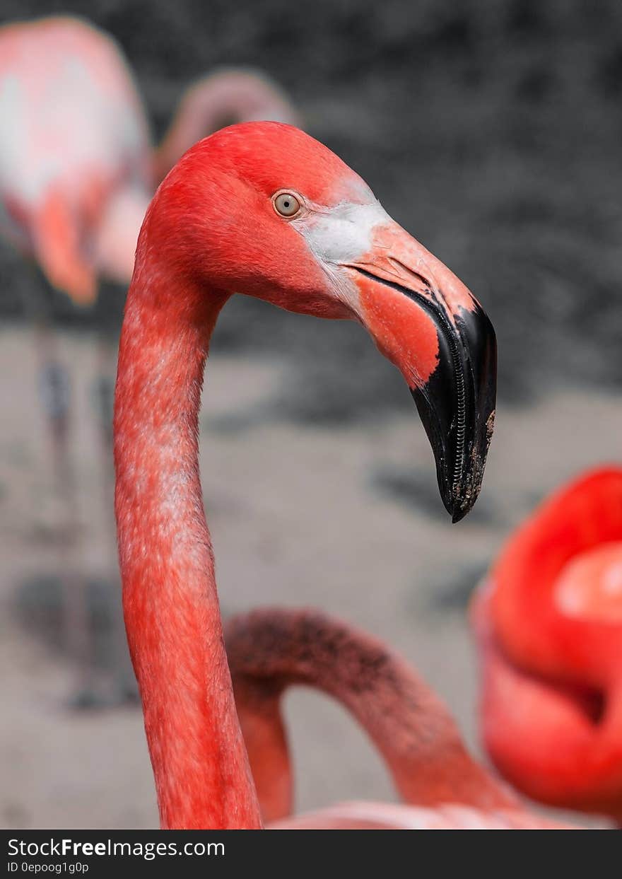 Red Flamingo