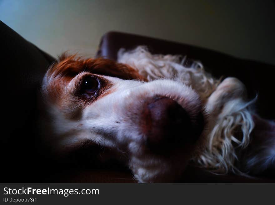 White and Tan English Cocker Spaniel