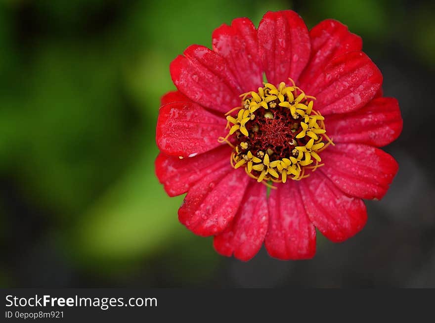 Red and Yellow Flower