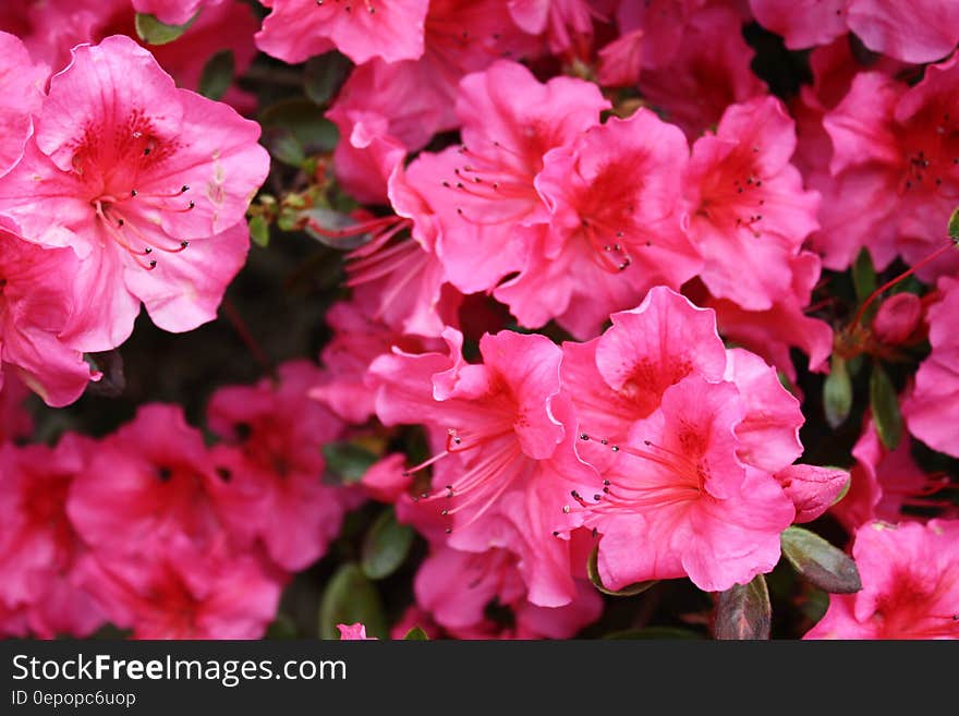 Pink Hibiscus Flower