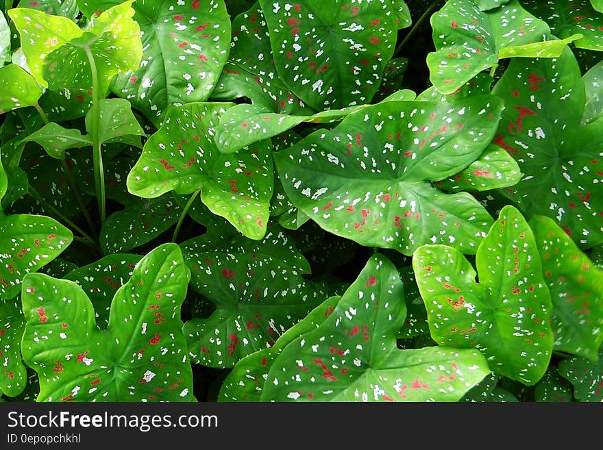 Green Heart Shaped Leaf Plant