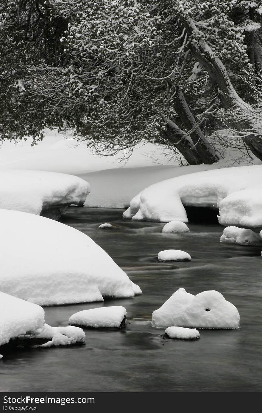 River Beside Snow Coated Tree