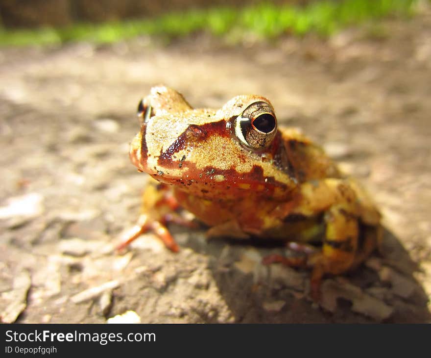 Macro Shot of Yellow and Brown Frog on Gray Asphalt Road during Daytime