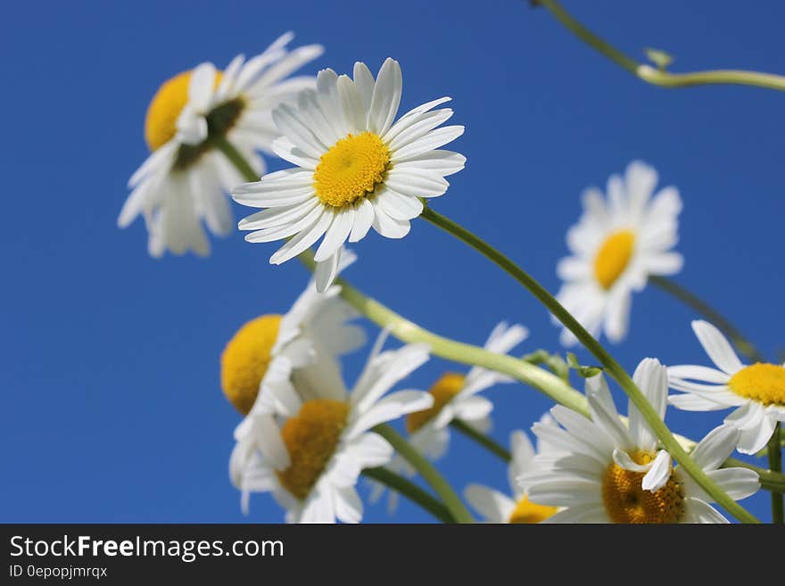 Close Up Photo White Petaled Flower