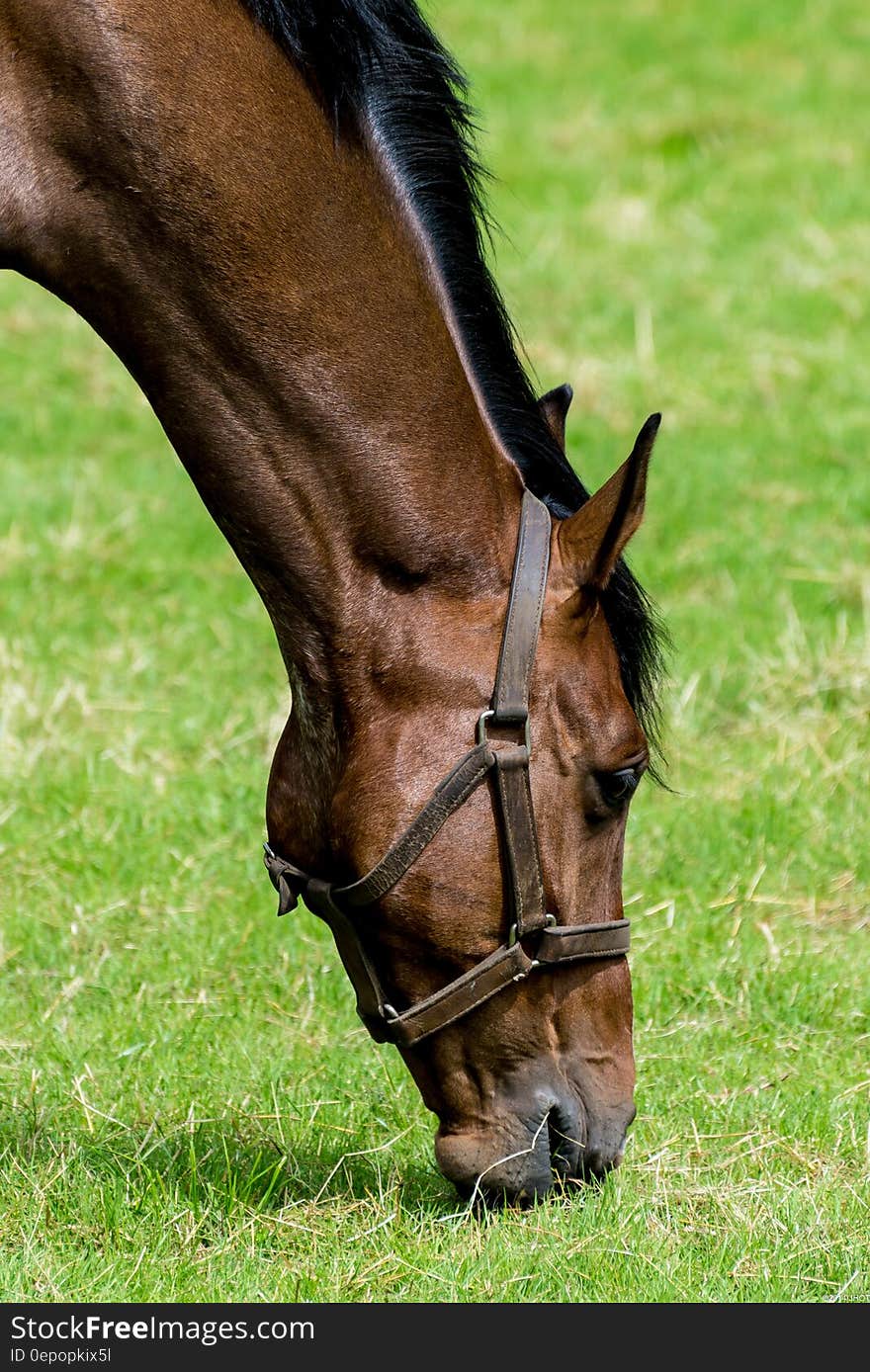 Brown and Black Horse on Green Grass Field