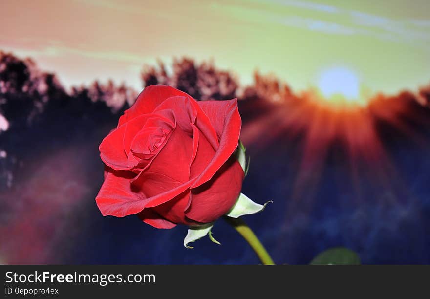 Red Petal Rose during Sunset