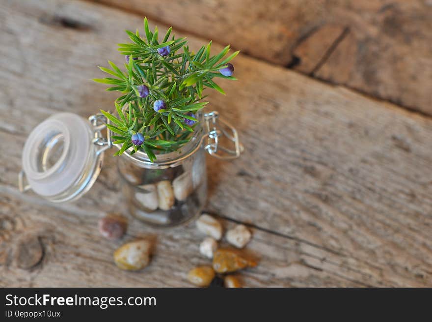 Green Plant on Brown Table