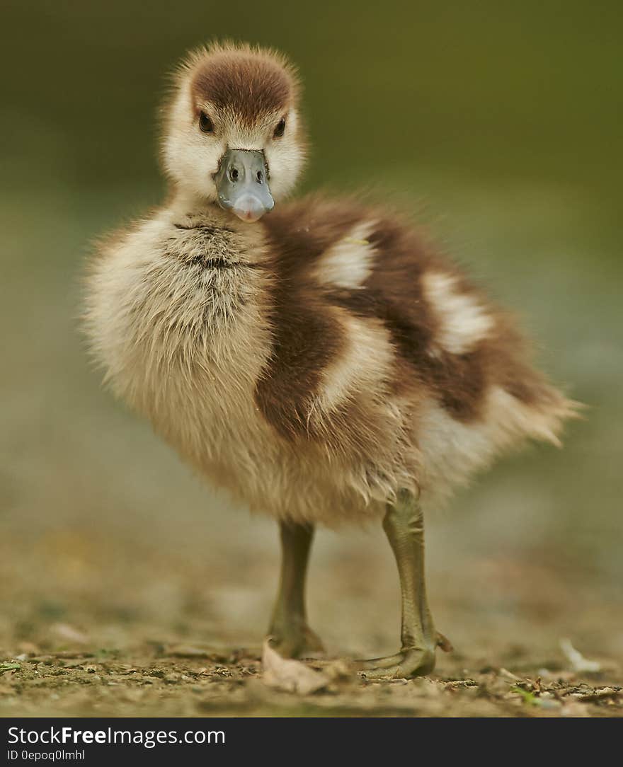 A young duckling or other waterfowl close up.