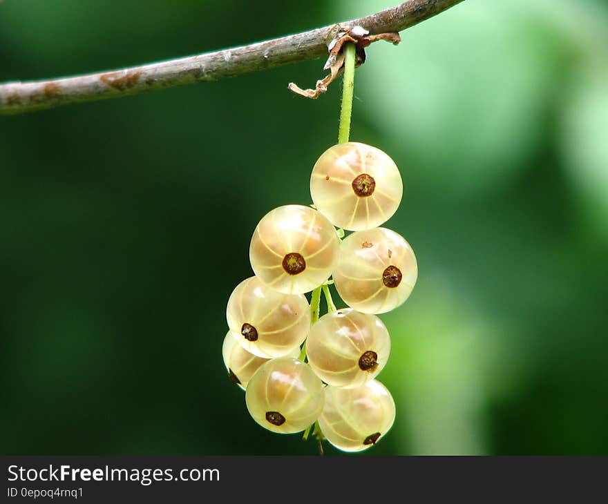 Yellow Round Small Fruit