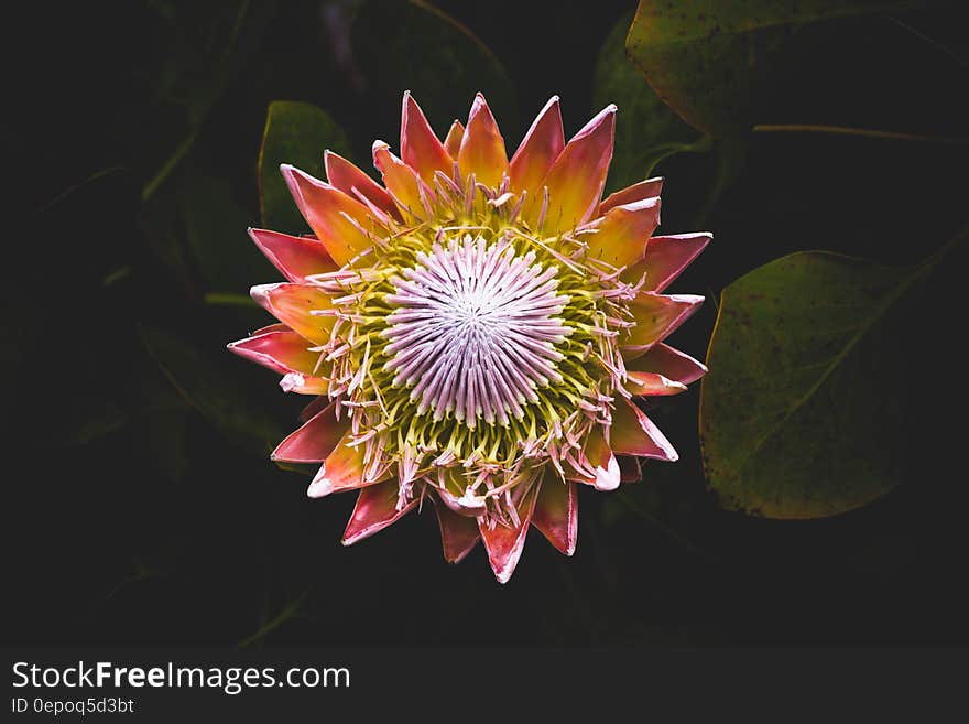 A lotus flower in the water.