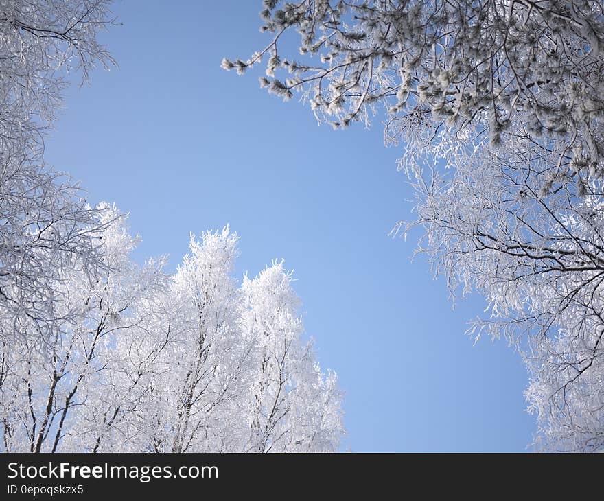 White Leaf Tree on Low View Angle Image