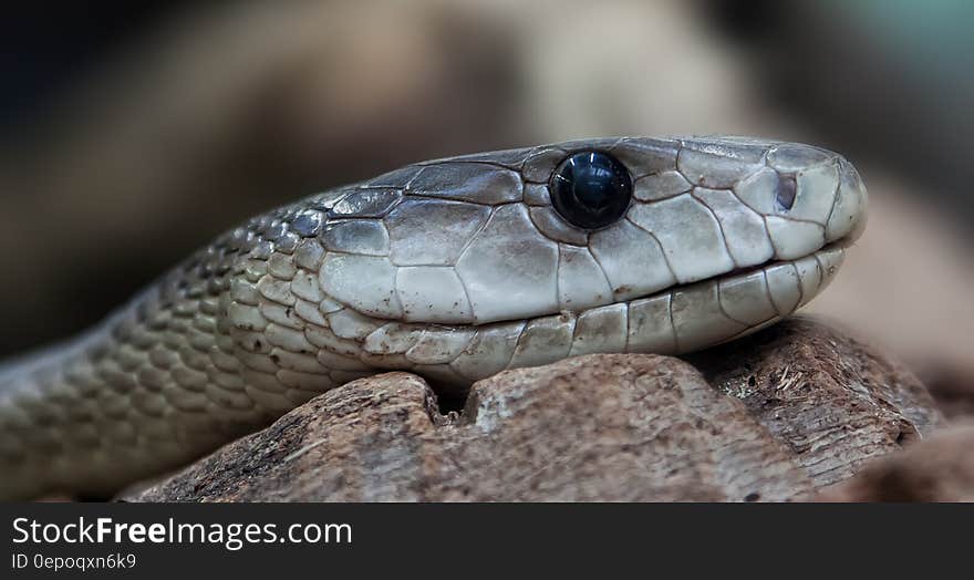 A close up of a snake resting on piece of wood. A close up of a snake resting on piece of wood.