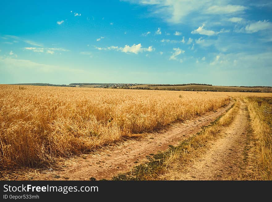 Brown Wheat Field Under White Clouds Blue Sky