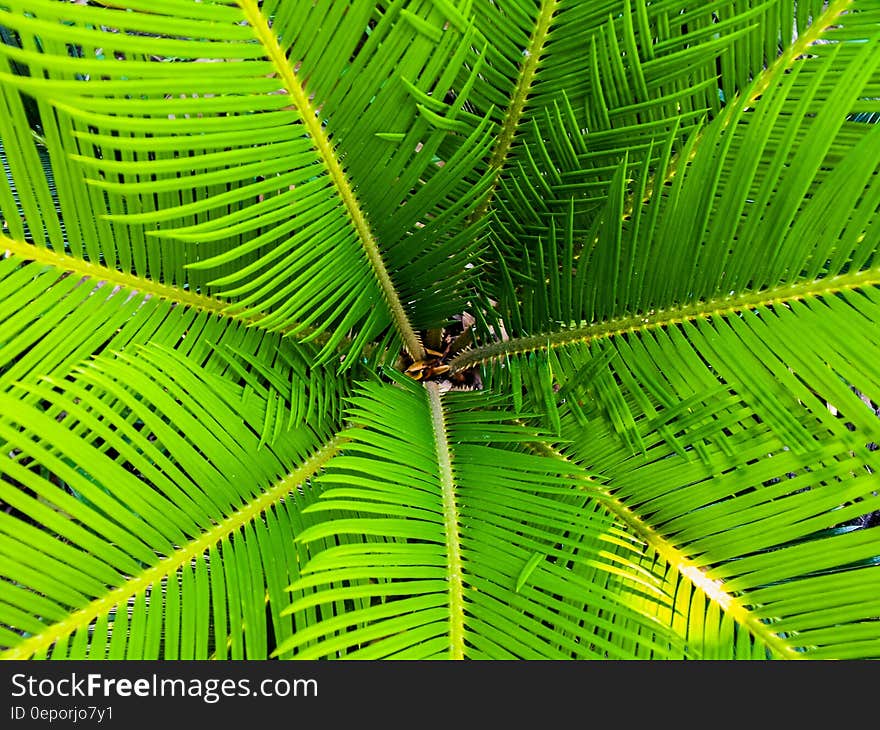 Green Palm Leaves