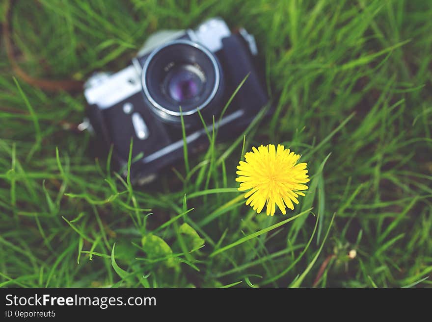 Little yellow flower and old camera