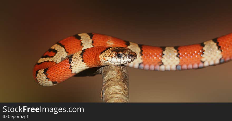 Portrait of kingsnake on wooden branch on sunny day.