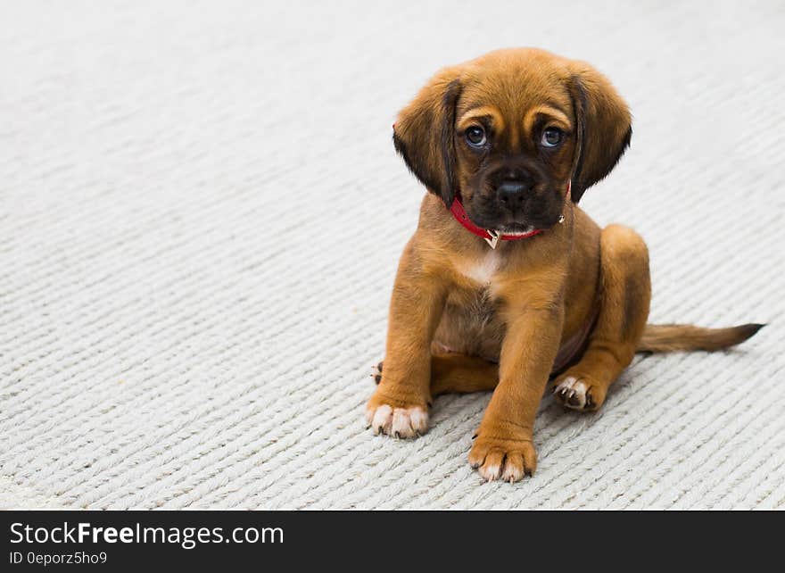 Portrait of brown puppy on white rug. Portrait of brown puppy on white rug.