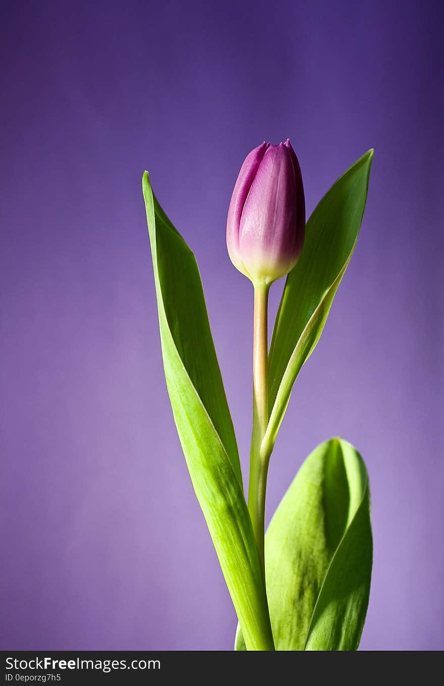 Single purple tulip bud about to open on shaded mauve background. Single purple tulip bud about to open on shaded mauve background.