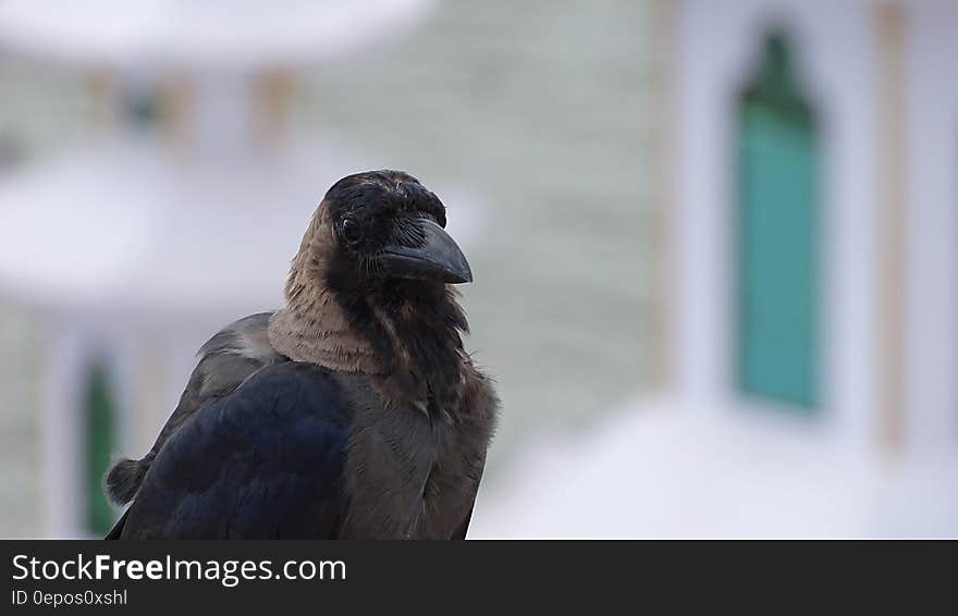 Profile of crow outdoors on sunny day. Profile of crow outdoors on sunny day.