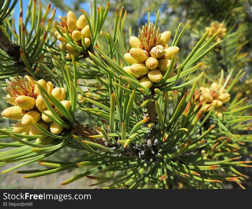 Yellow Green Plant