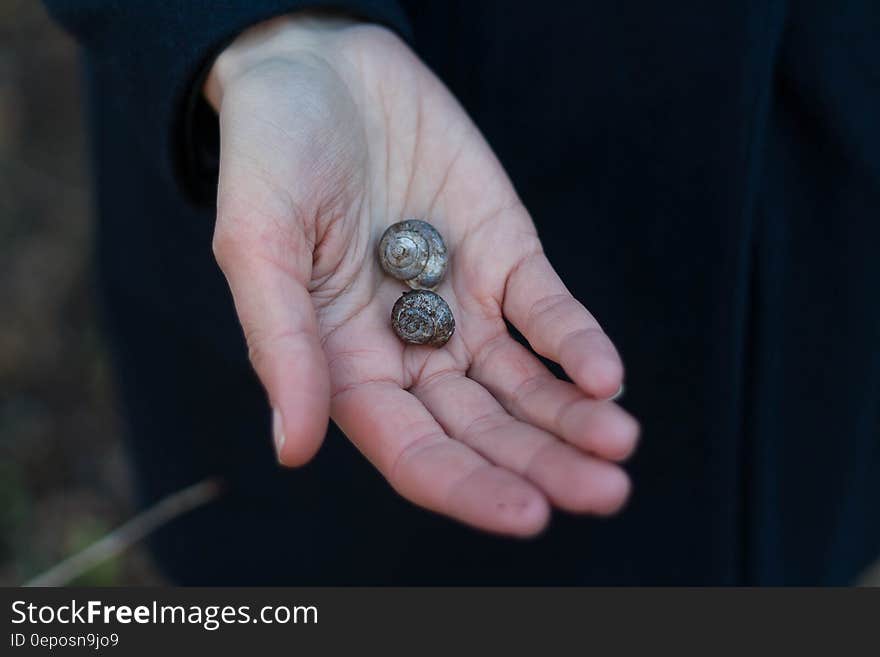 Shells on Person&#x27;s Right Palm