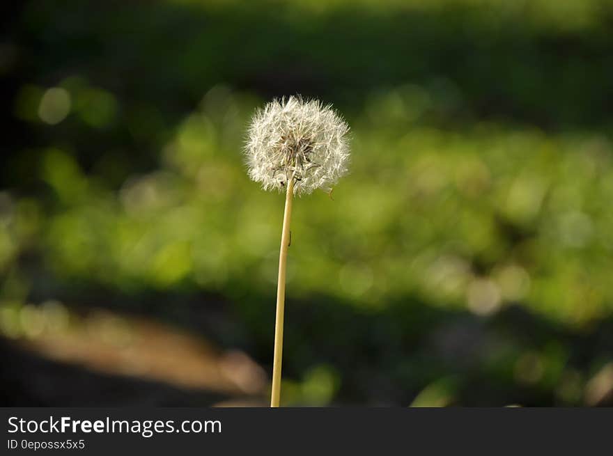 White Dandelion