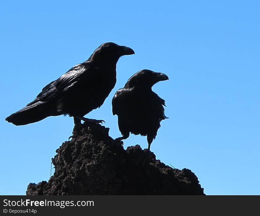 Black birds portrait on rocks against blue skies on sunny day. Black birds portrait on rocks against blue skies on sunny day.