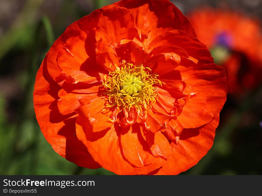 Orange Flower With Yellow Petals