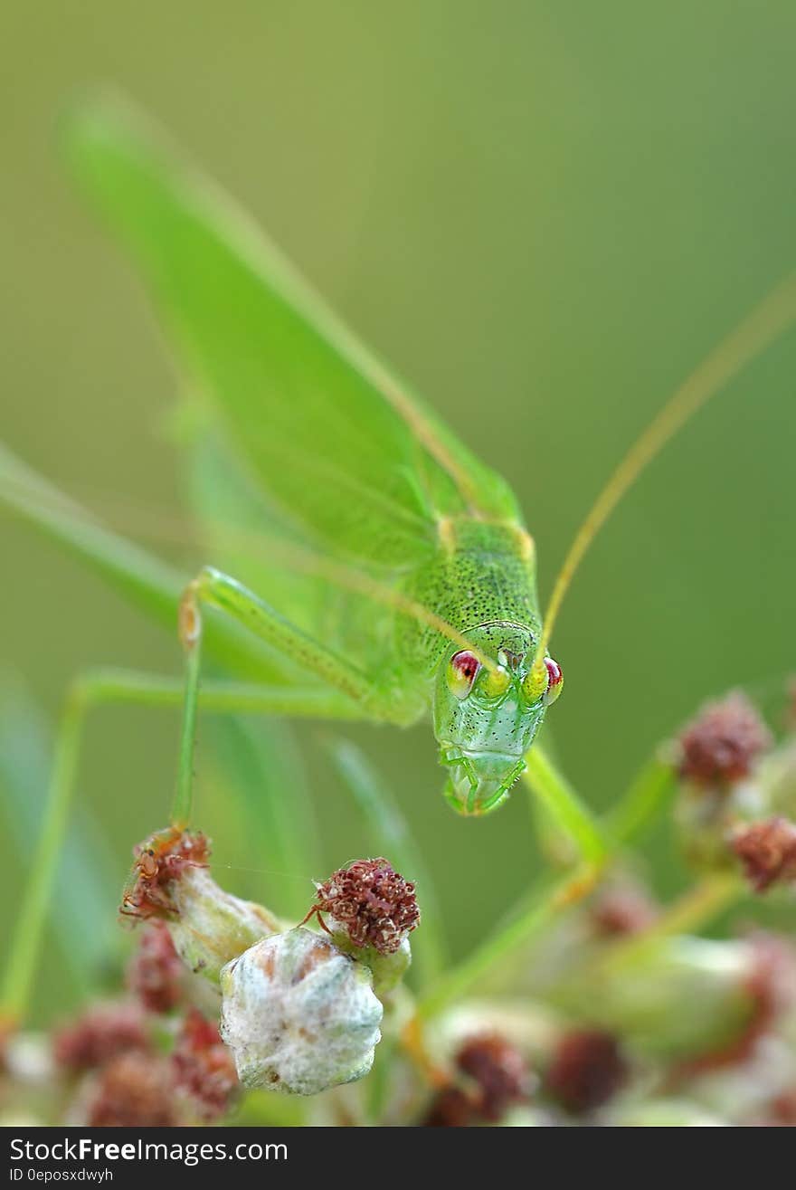 Green Grasshopper Macro Photography