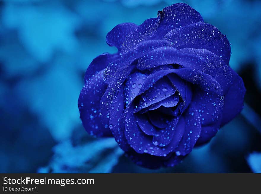 Blue Rose