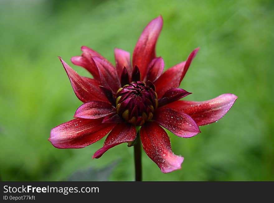 Red Multipetal Flower