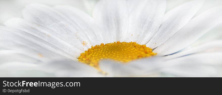 Close up of white daisy flower panorama. Close up of white daisy flower panorama.