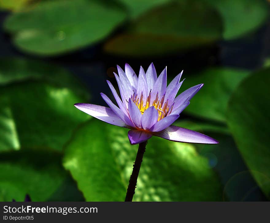 Purple and White Flower