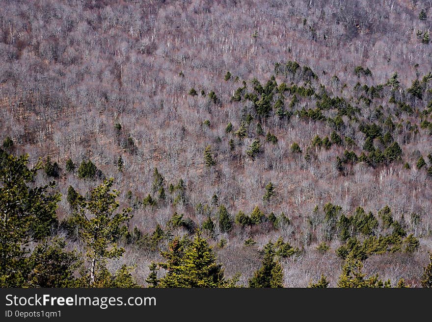 Green Forest Trees Painting