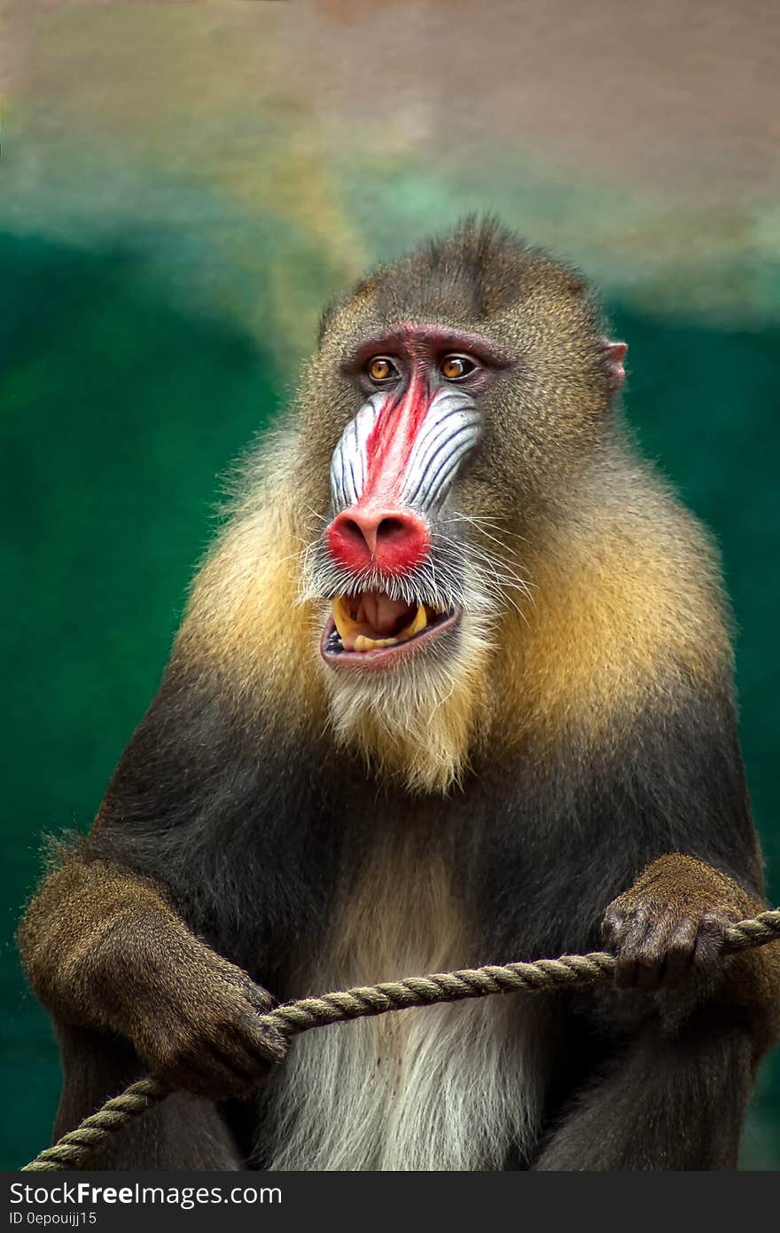 Portrait of a mandrill monkey.