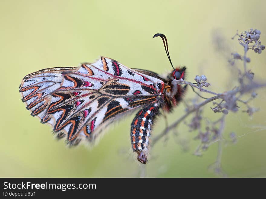 White Black and Pink Butterfly