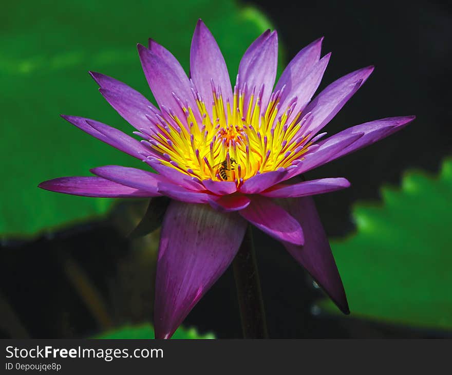 Purple and Yellow Flower