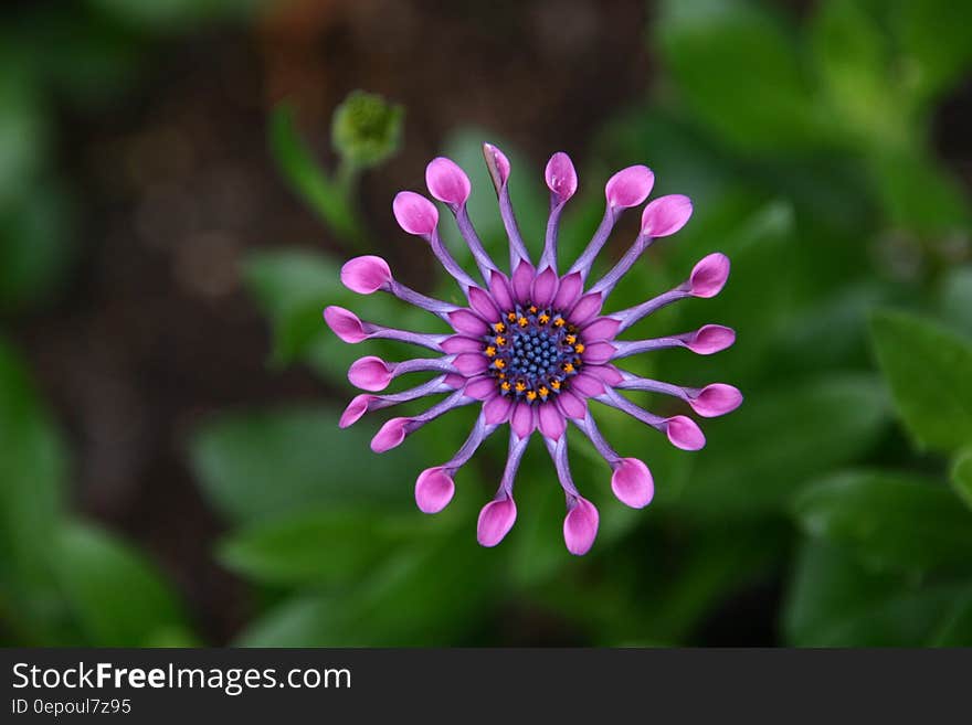 Closeup Photography of Pink Petal Flower