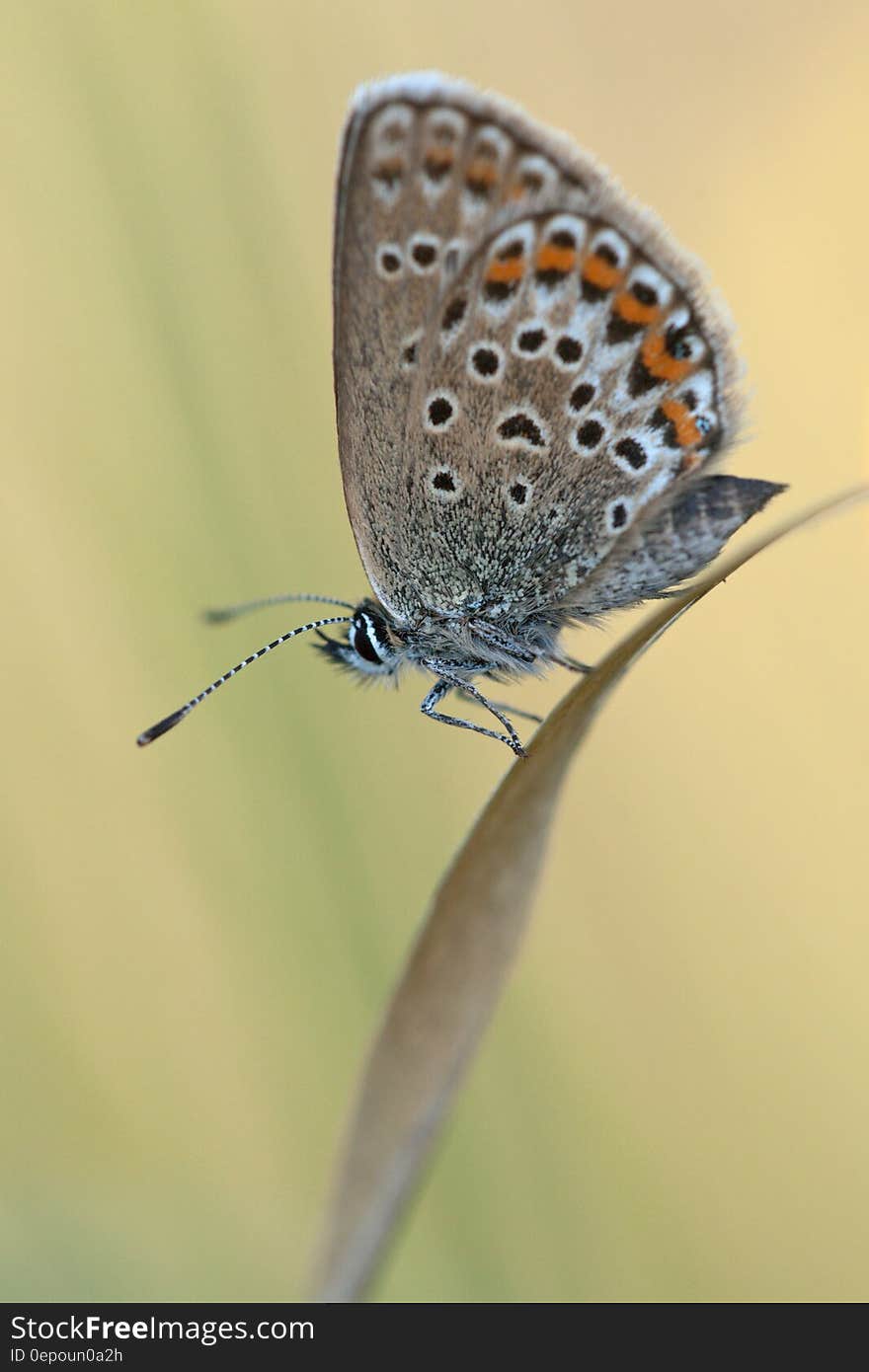 Brown Orange Butterfly