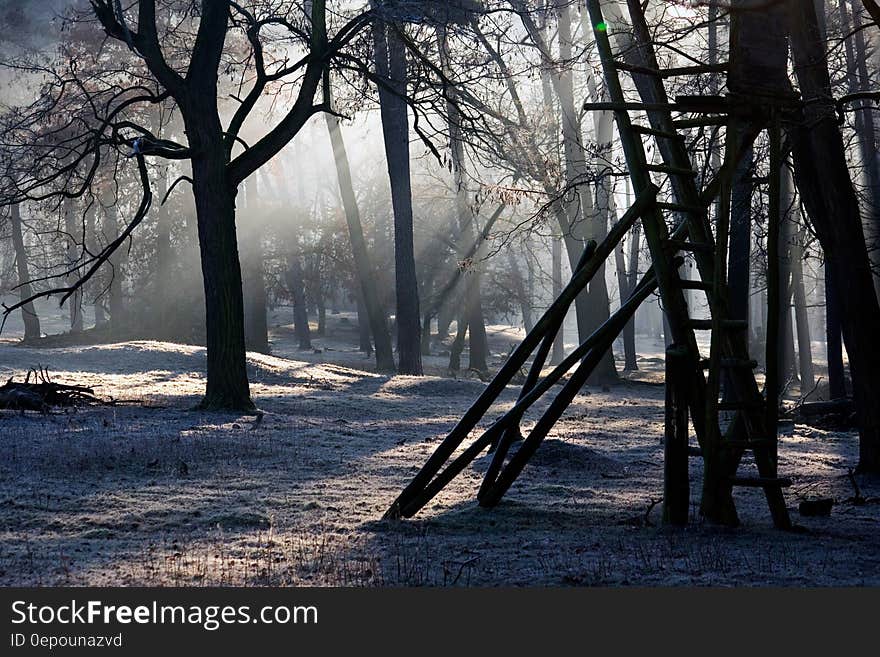 Ladder leaning against bare trees in forest covered in winter snow. Ladder leaning against bare trees in forest covered in winter snow.