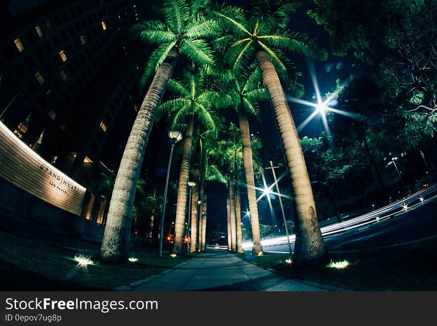 Palm trees illuminated along walkway at night. Palm trees illuminated along walkway at night.