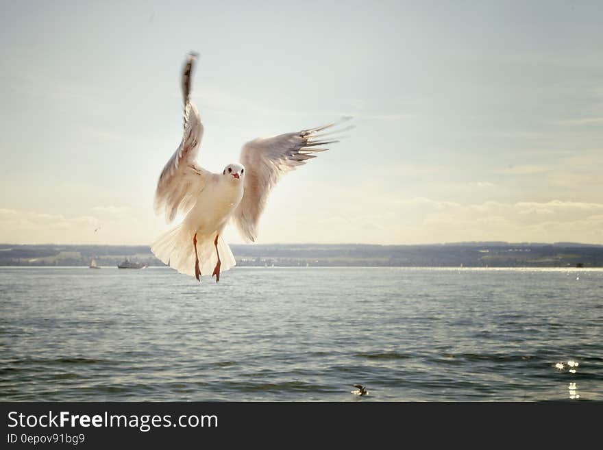 White Bird Bodies of Water Under Gray Sky