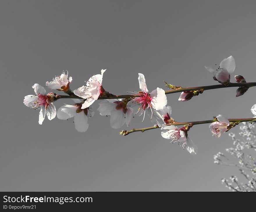 Close up of blooms on limbs of apricot tree in spring. Close up of blooms on limbs of apricot tree in spring.