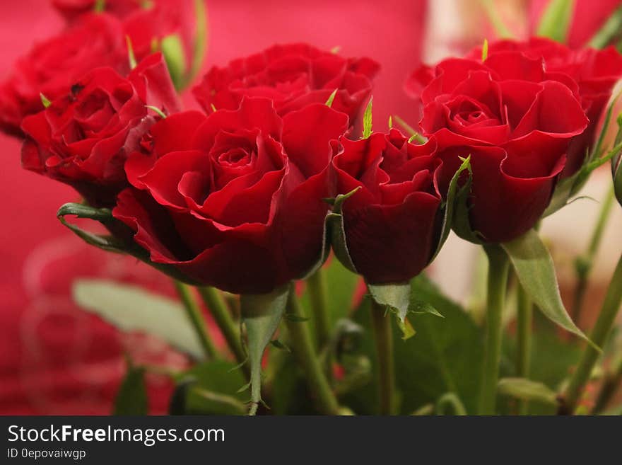 Bouquet of fresh red roses for Saint Valentine's day with selective focus. Bouquet of fresh red roses for Saint Valentine's day with selective focus.