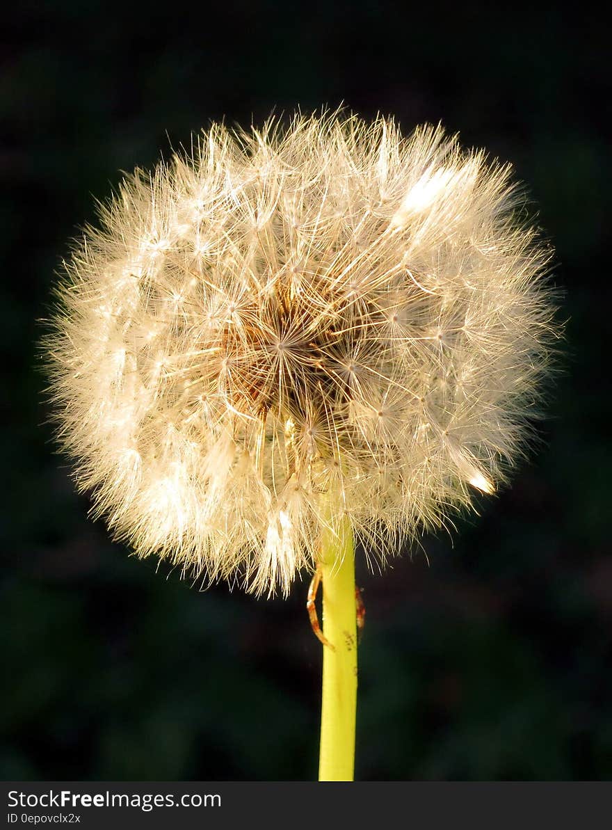 Dandelion flower on green stalk which has gone to seed, black background. Dandelion flower on green stalk which has gone to seed, black background