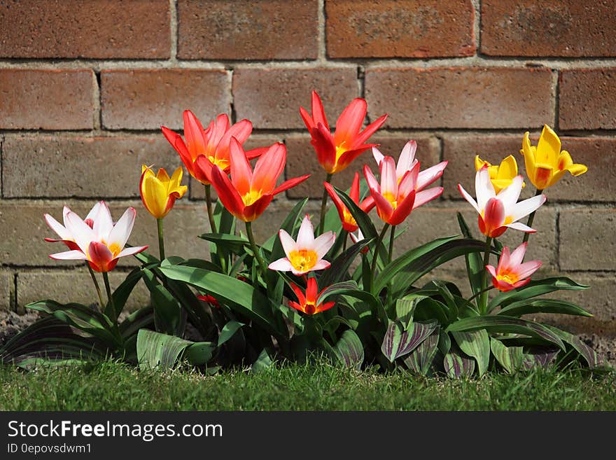 Pink Petaled Flower on Bloom Near Brown Bricks