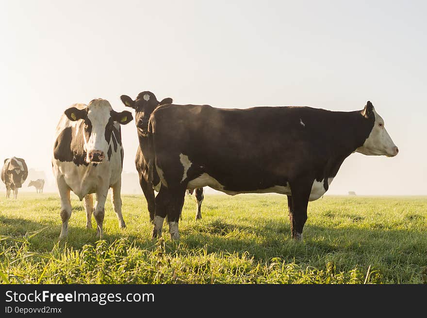 Cow&#x27;s on Grass Field Under White Sky