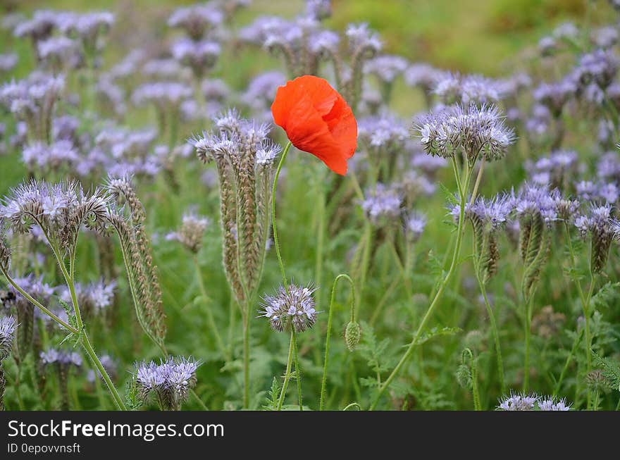 Orange Petaled Flower over Green Grass